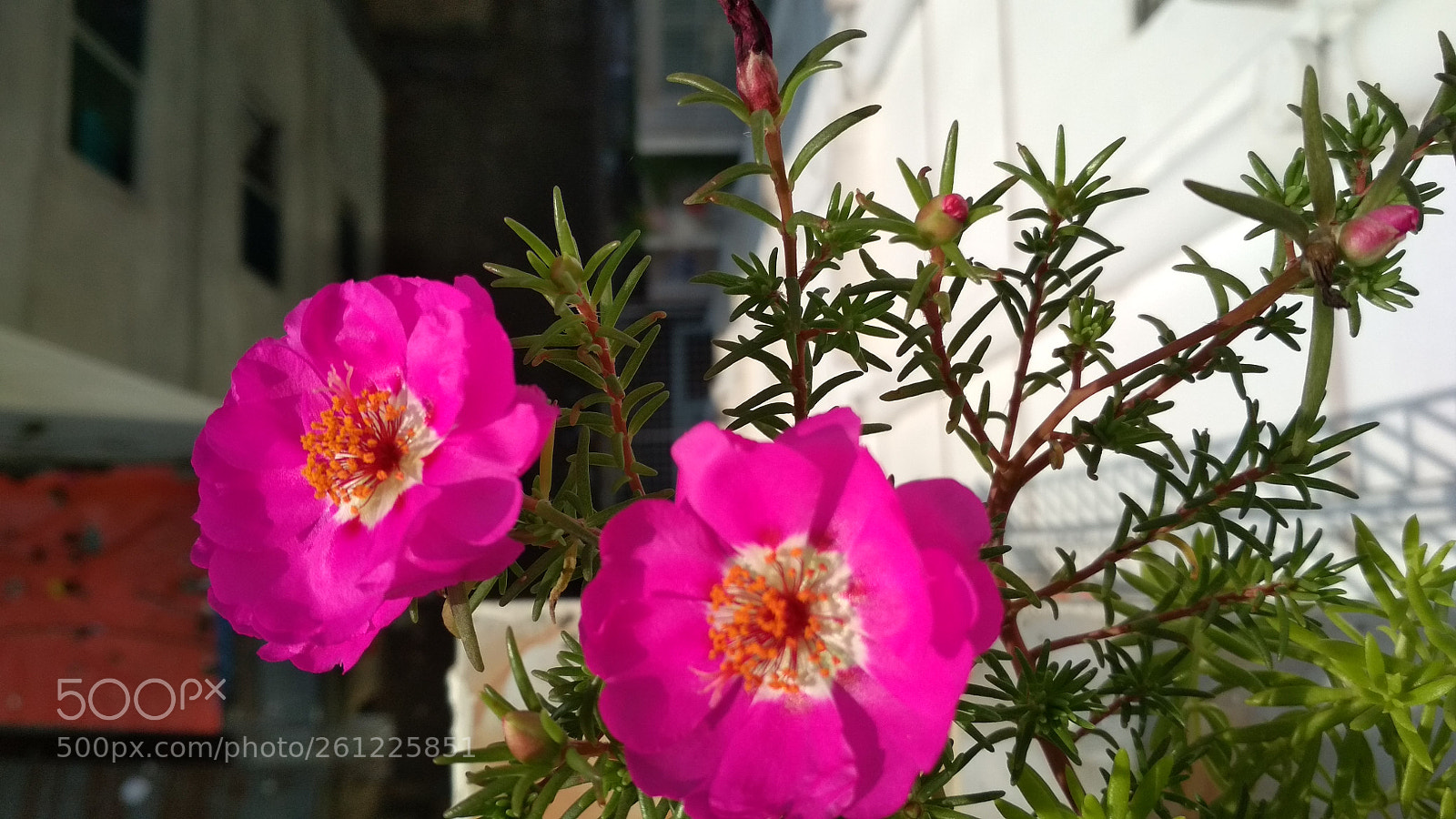 Xiaomi Redmi 4X sample photo. Summer time... photography