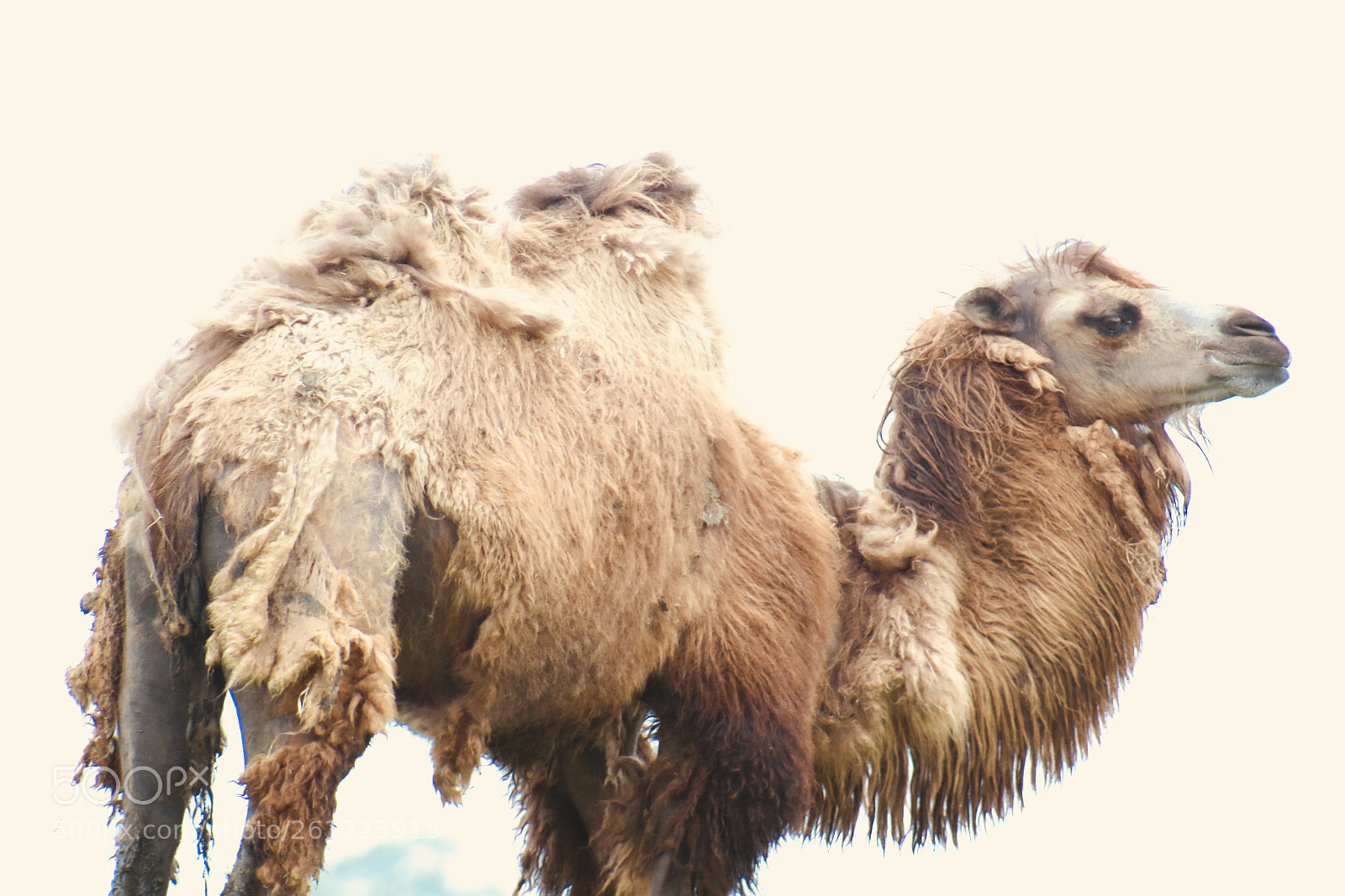 Canon EOS 1300D (EOS Rebel T6 / EOS Kiss X80) sample photo. Camel photography