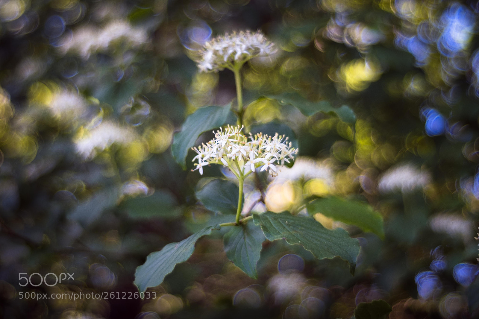 Fujifilm X-T2 sample photo. In the wood photography