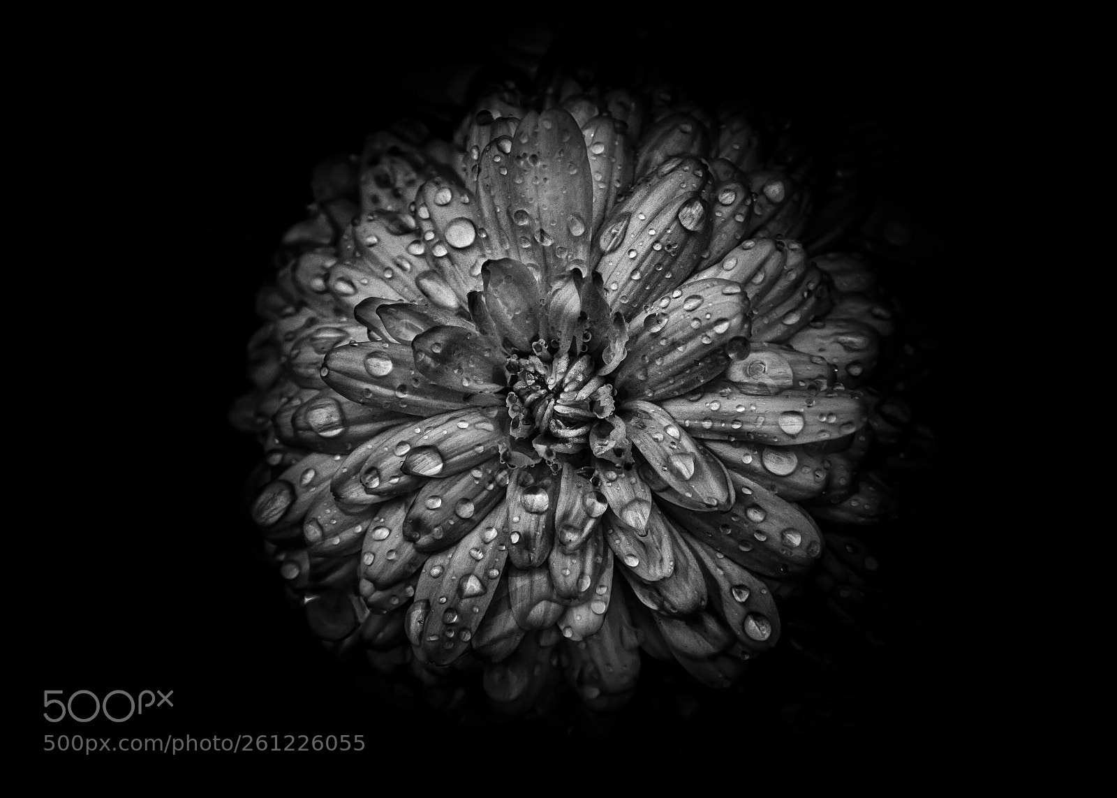 Canon EOS 60D sample photo. Backyard flowers in black photography