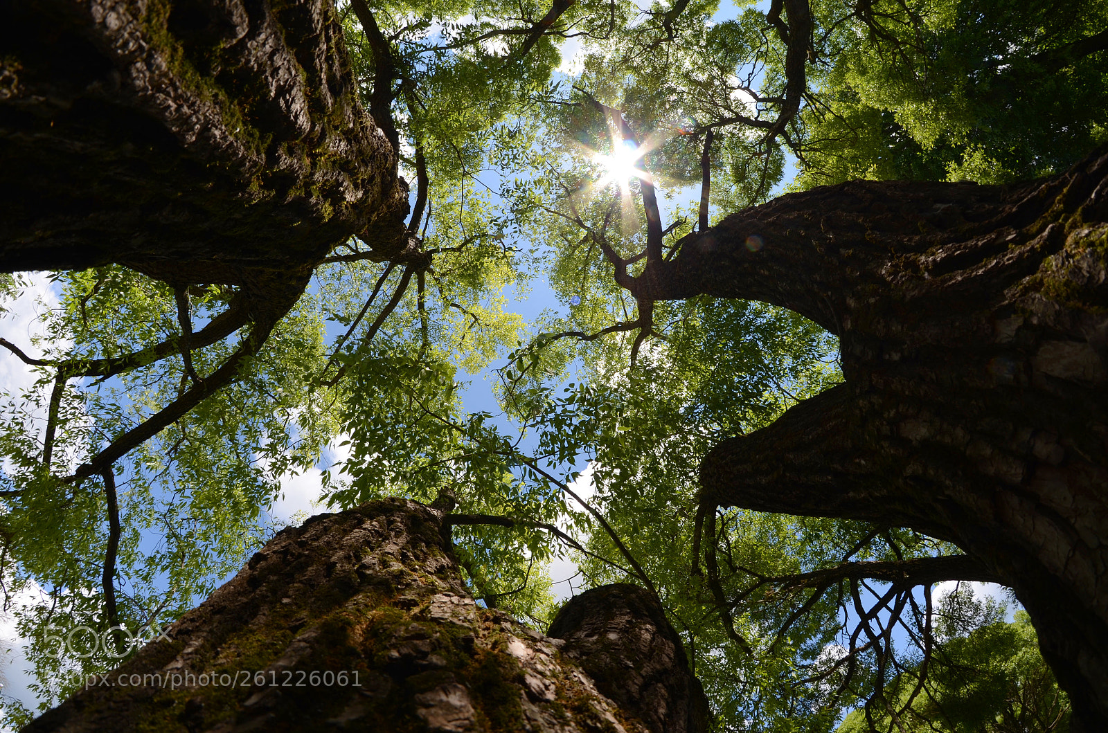 Nikon D5100 sample photo. One tree photography