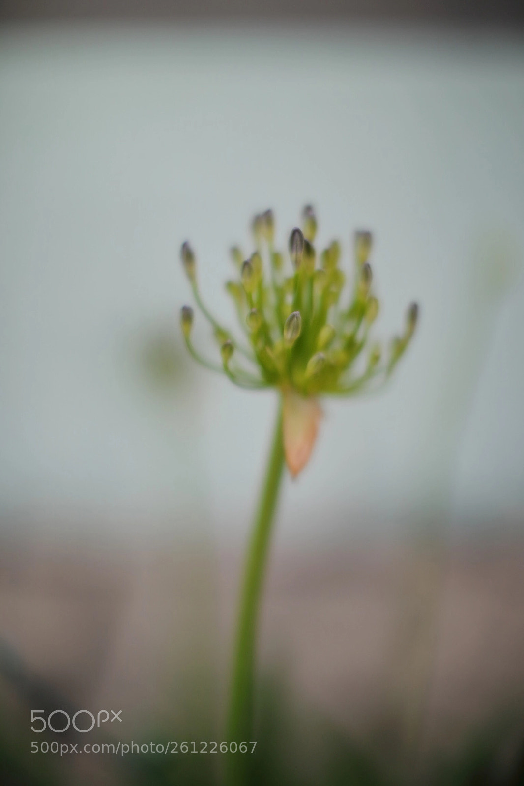 Canon EOS 5D Mark IV sample photo. Flower photography