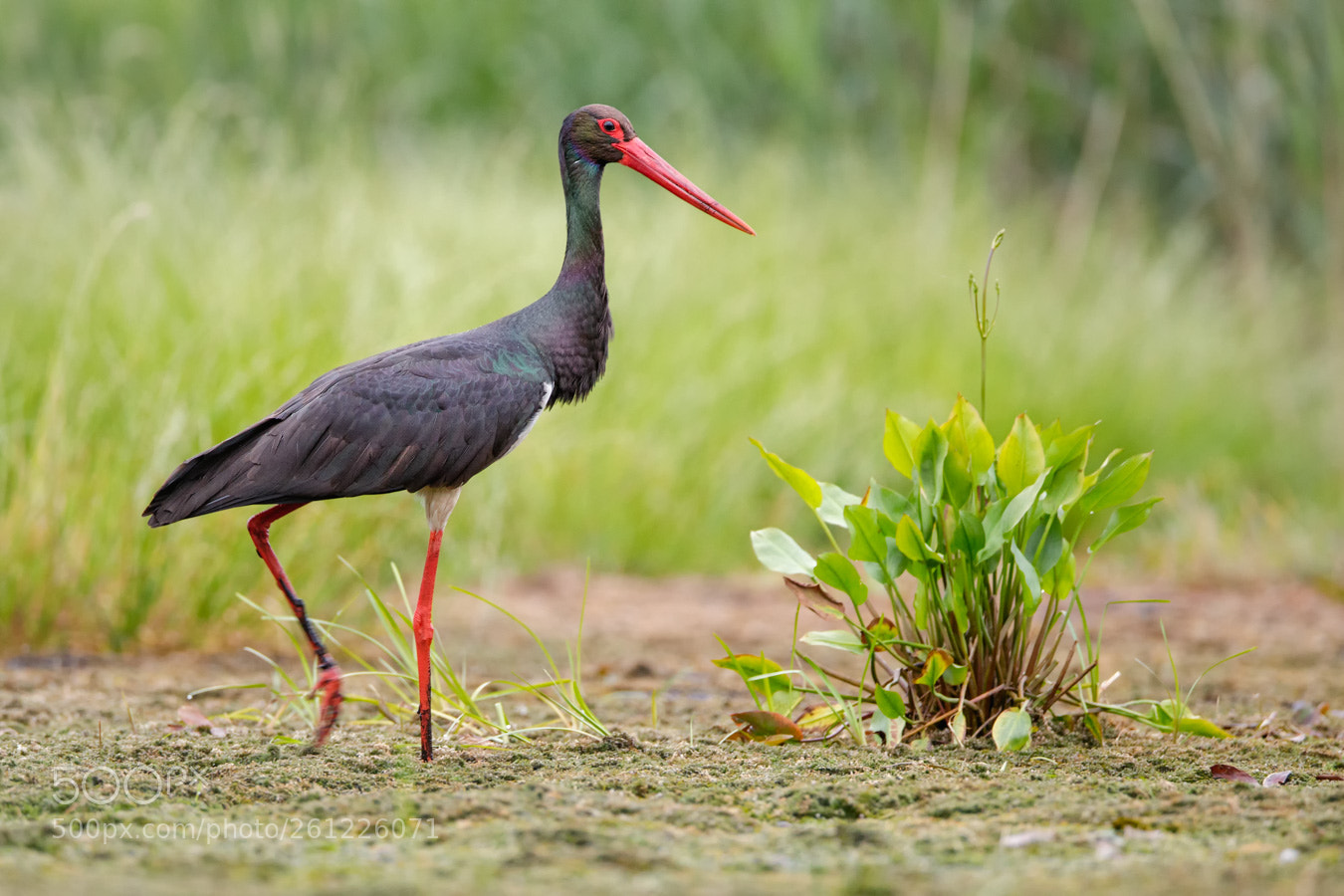 Canon EOS 5D Mark IV sample photo. Black stork photography