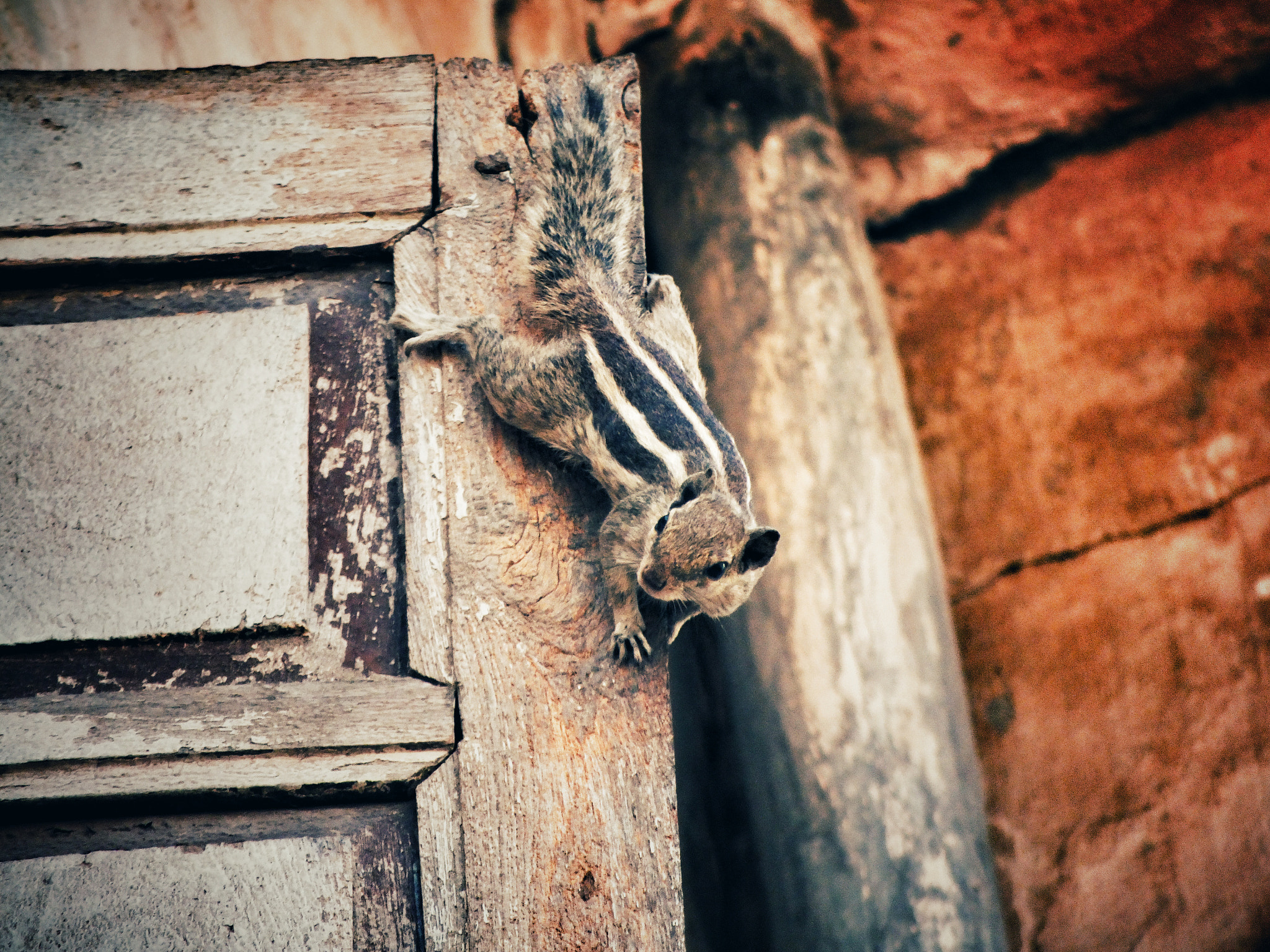 FujiFilm FinePix HS20 EXR (FinePix HS22 EXR) sample photo. The peeking squirrel photography