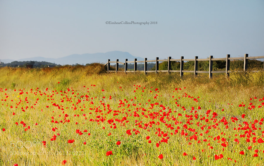 Canon EOS 5D Mark IV sample photo. Poppies by the sea photography