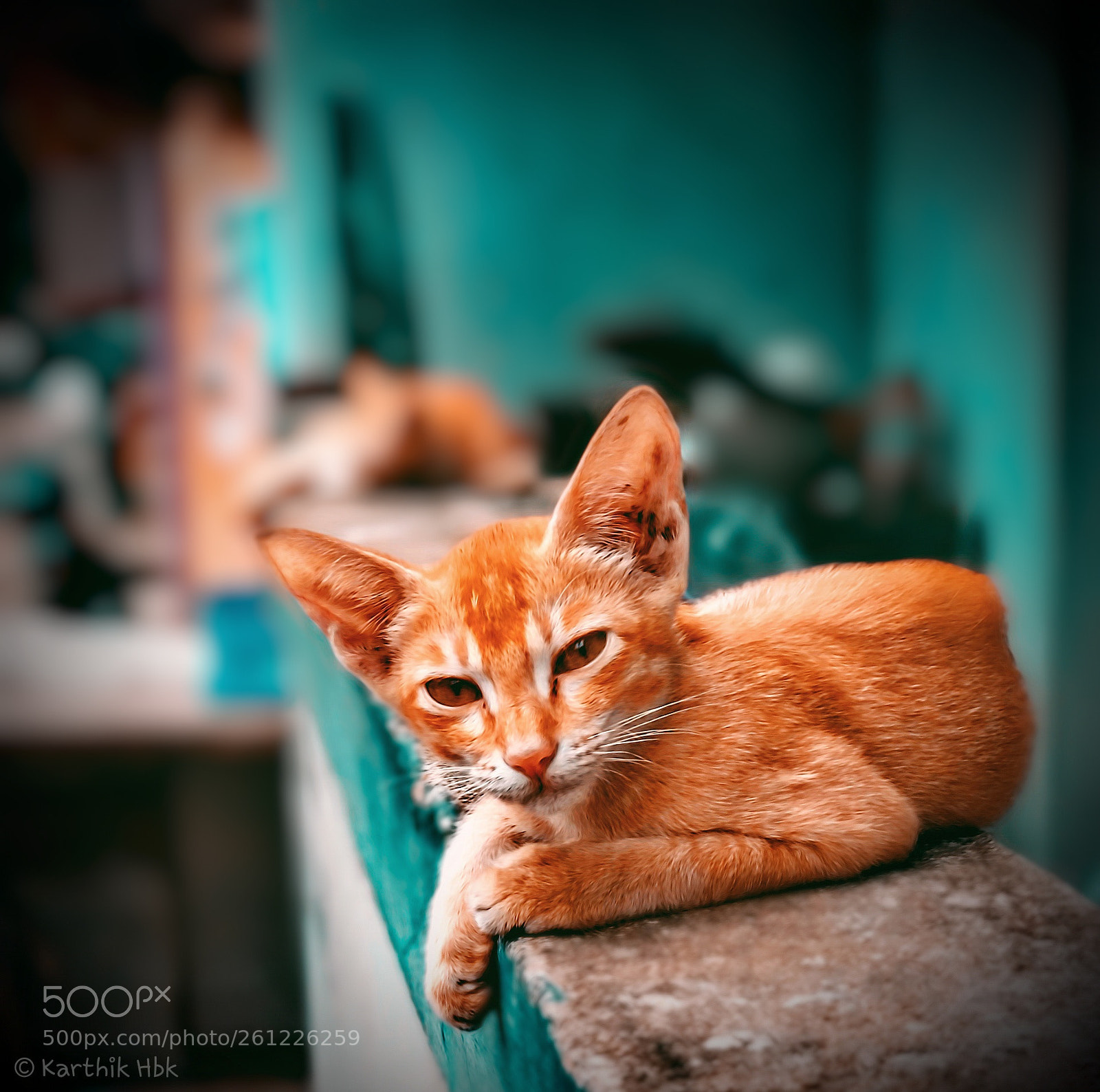 Xiaomi Mi A1 sample photo. Kitten photography