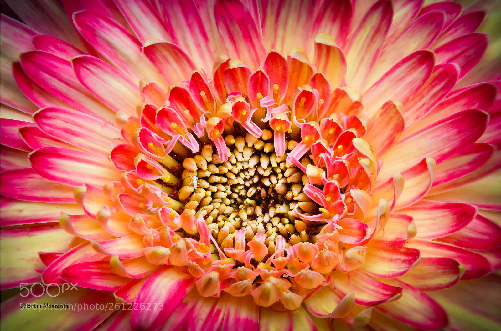 Nikon D7100 sample photo. Tie dye gerbera photography