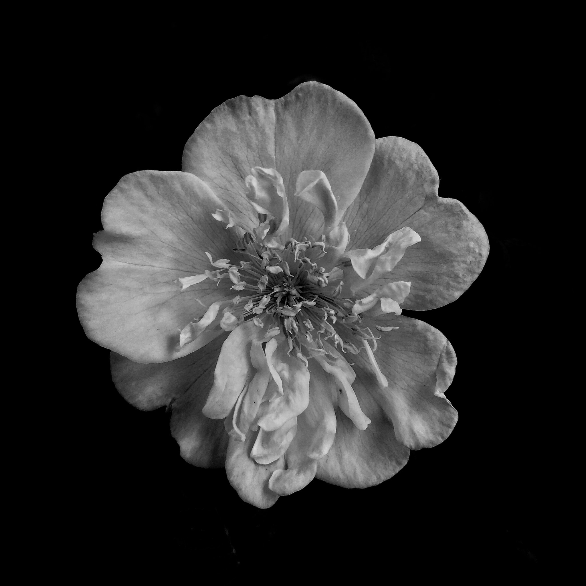 Xiaomi Redmi Note 4X sample photo