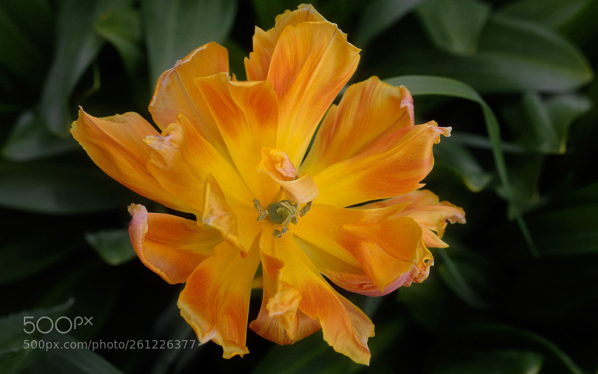 Canon EOS 6D sample photo. * photography