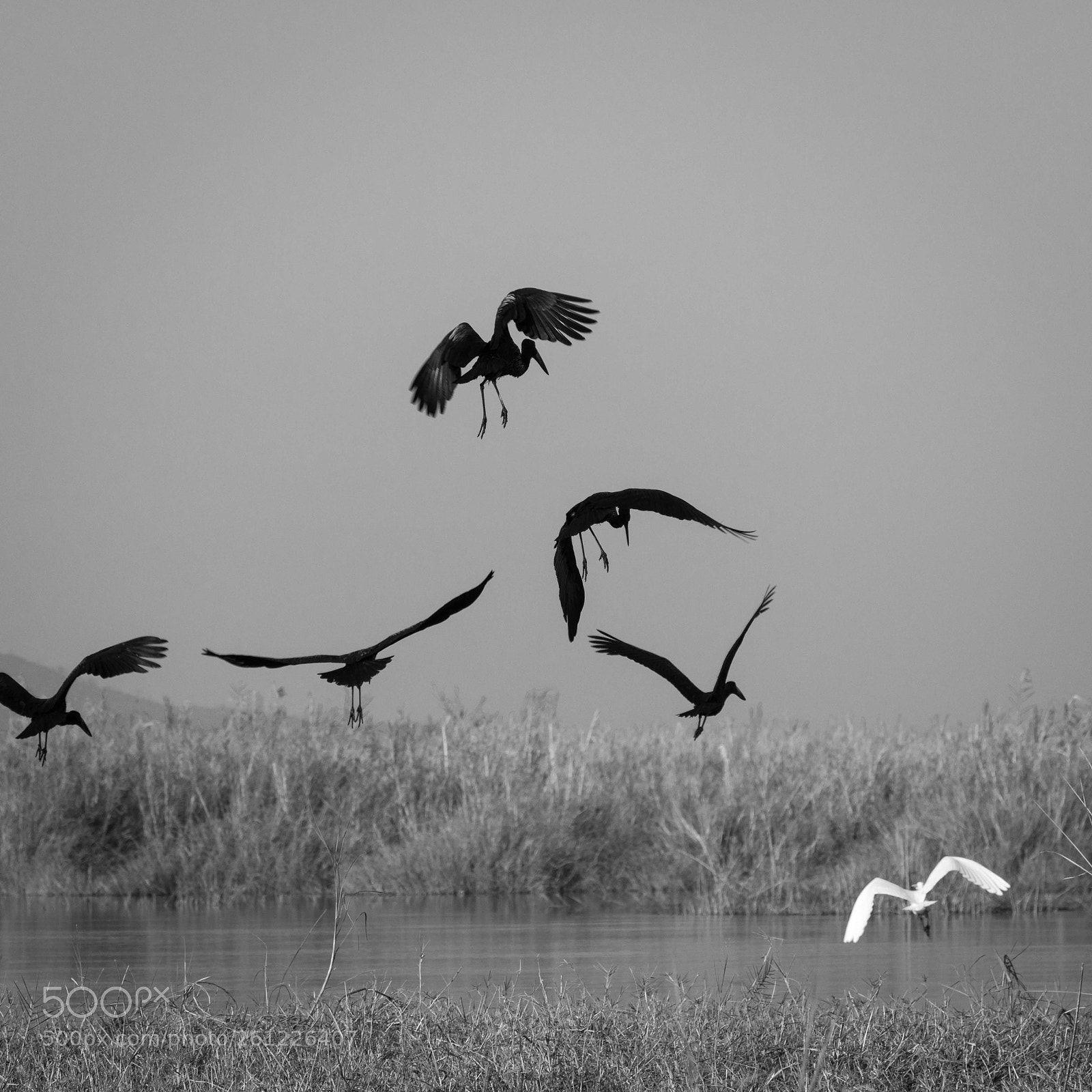 Nikon D7100 sample photo. Black birds white bird photography
