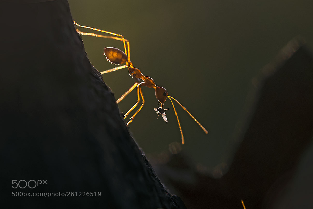 Nikon D80 sample photo. Ant with prey photography