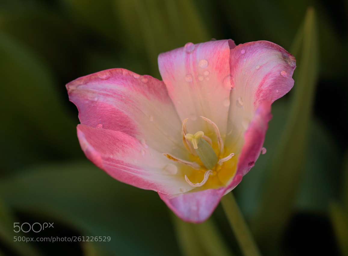 Canon EOS 6D sample photo. V~ photography