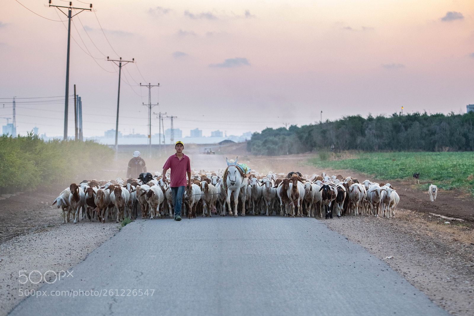 Nikon D850 sample photo. Leading the herd photography