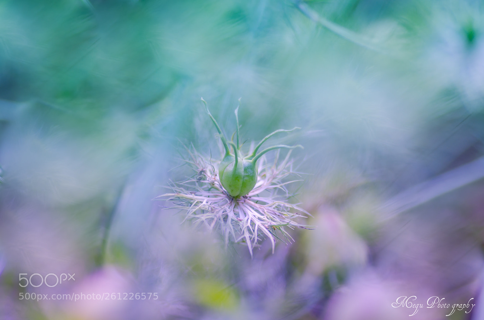 Nikon D7000 sample photo. Nigella photography