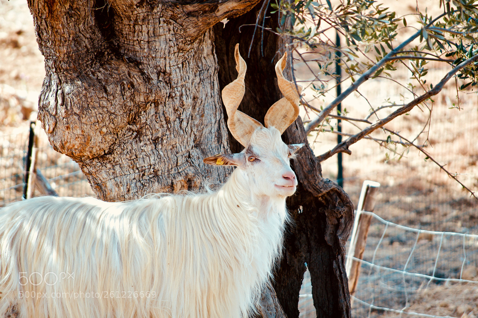 Nikon D500 sample photo. White goat on a photography