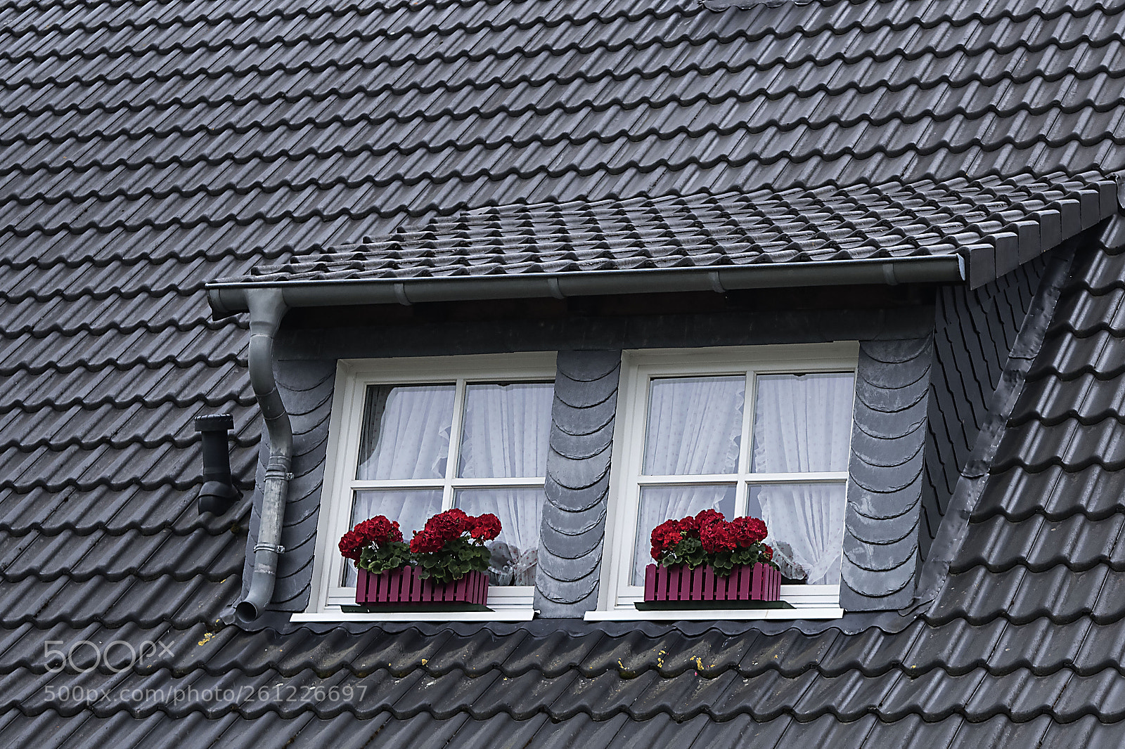 Nikon D810 sample photo. Window with flowers photography