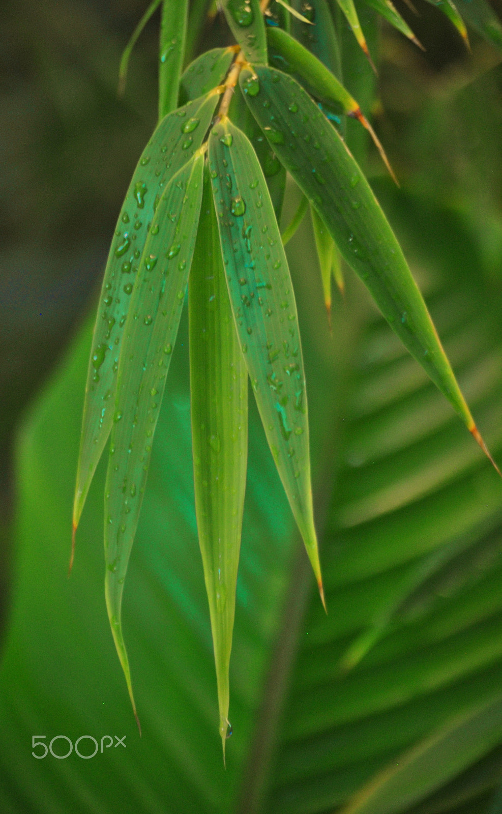 Nikon D3000 sample photo. Fargesia rufa bamboo with raindrops photography