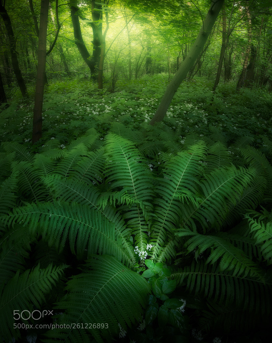 Nikon D610 sample photo. Jurasic park photography