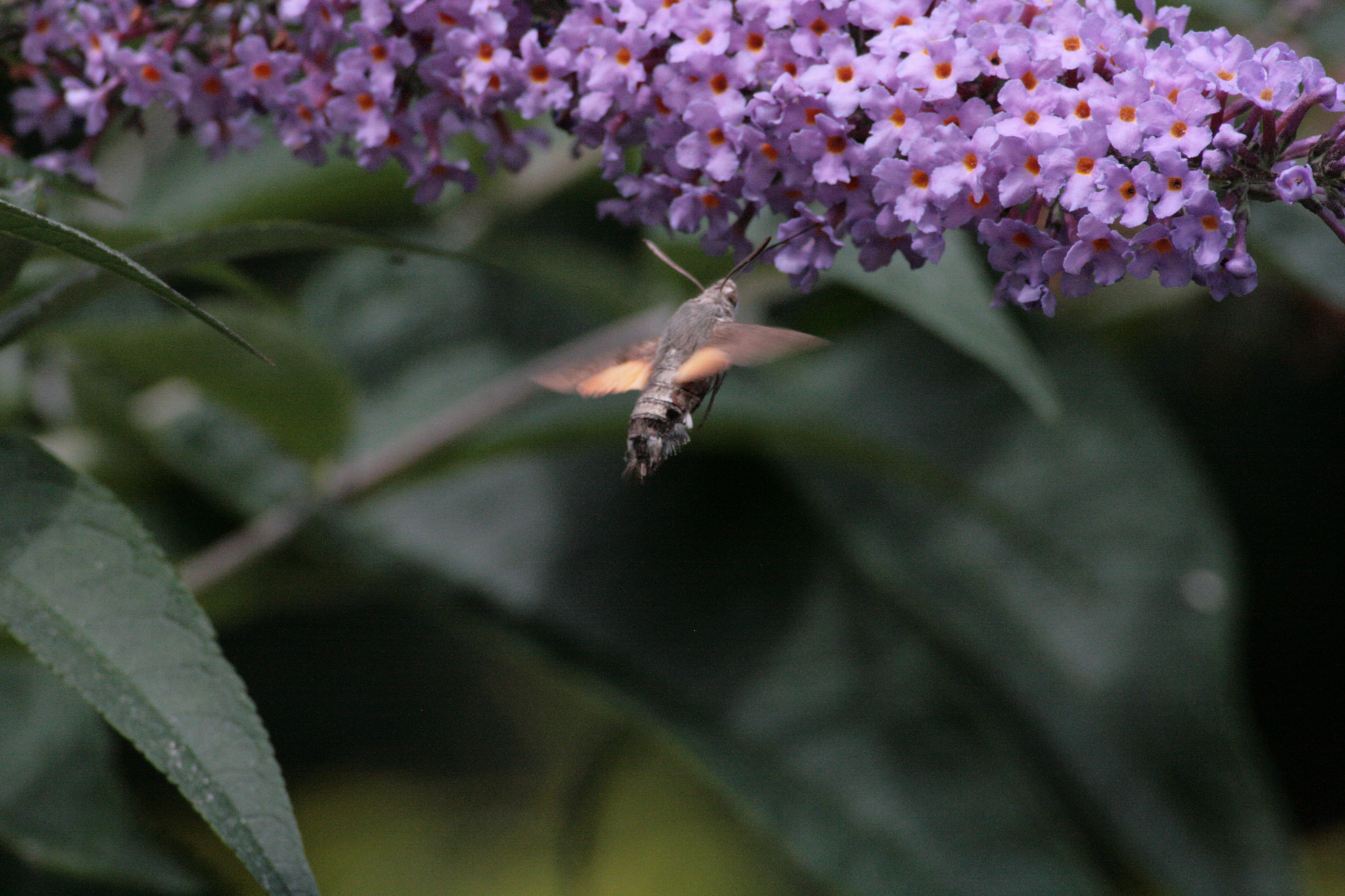 Canon EF 100-300mm f/5.6 sample photo. Humming bird hawk moth photography