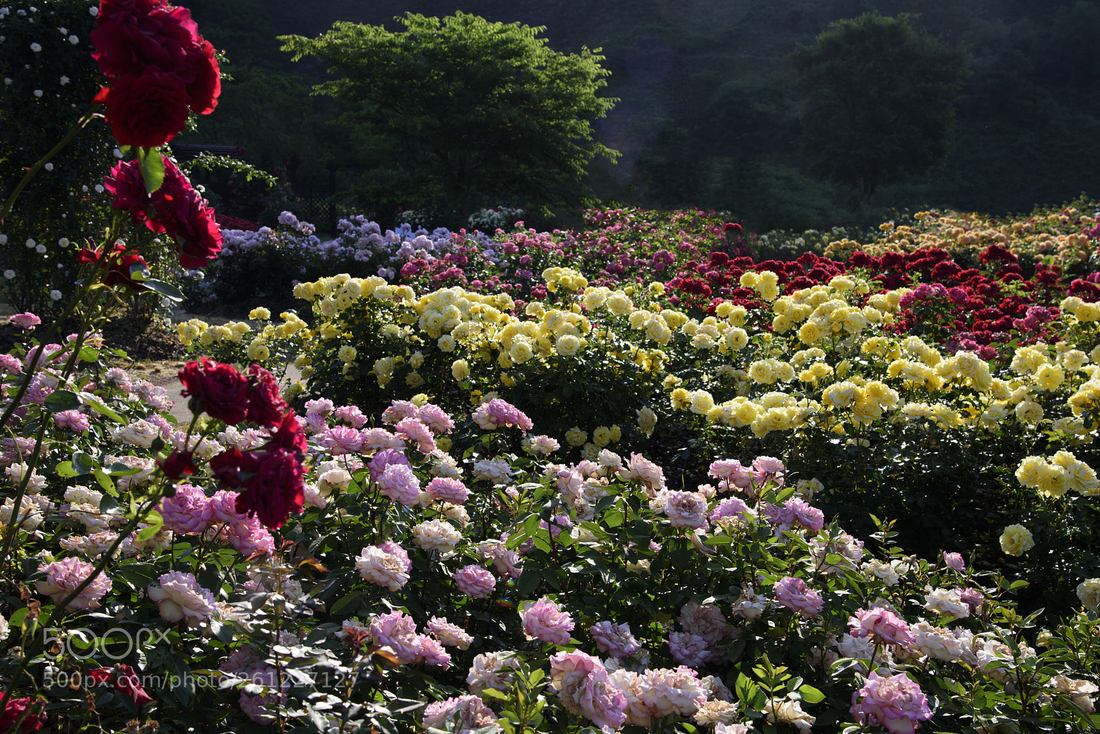 Nikon D810 sample photo. Rose garden 2 photography