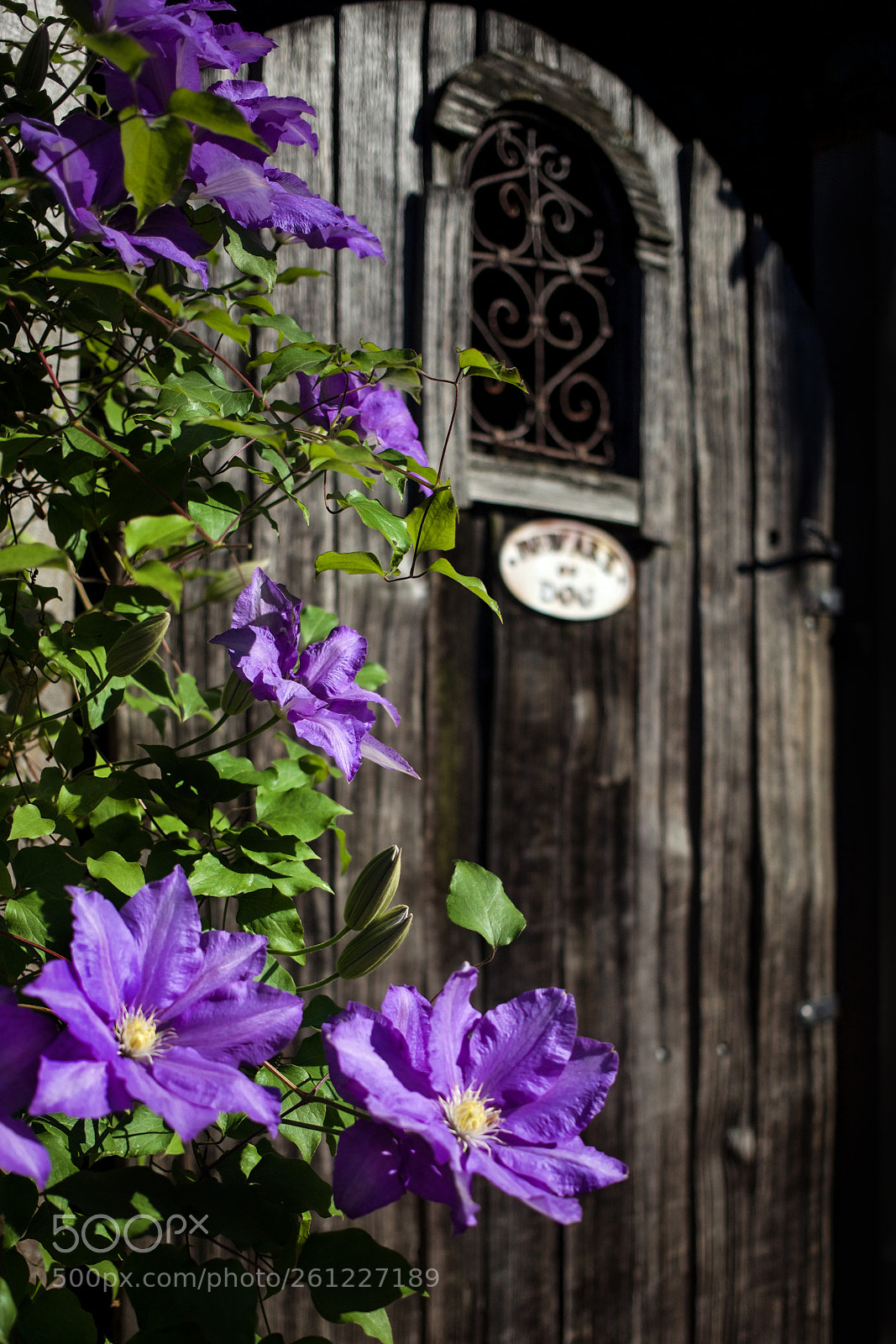 Canon EOS 5D Mark II sample photo. Beware of dog photography