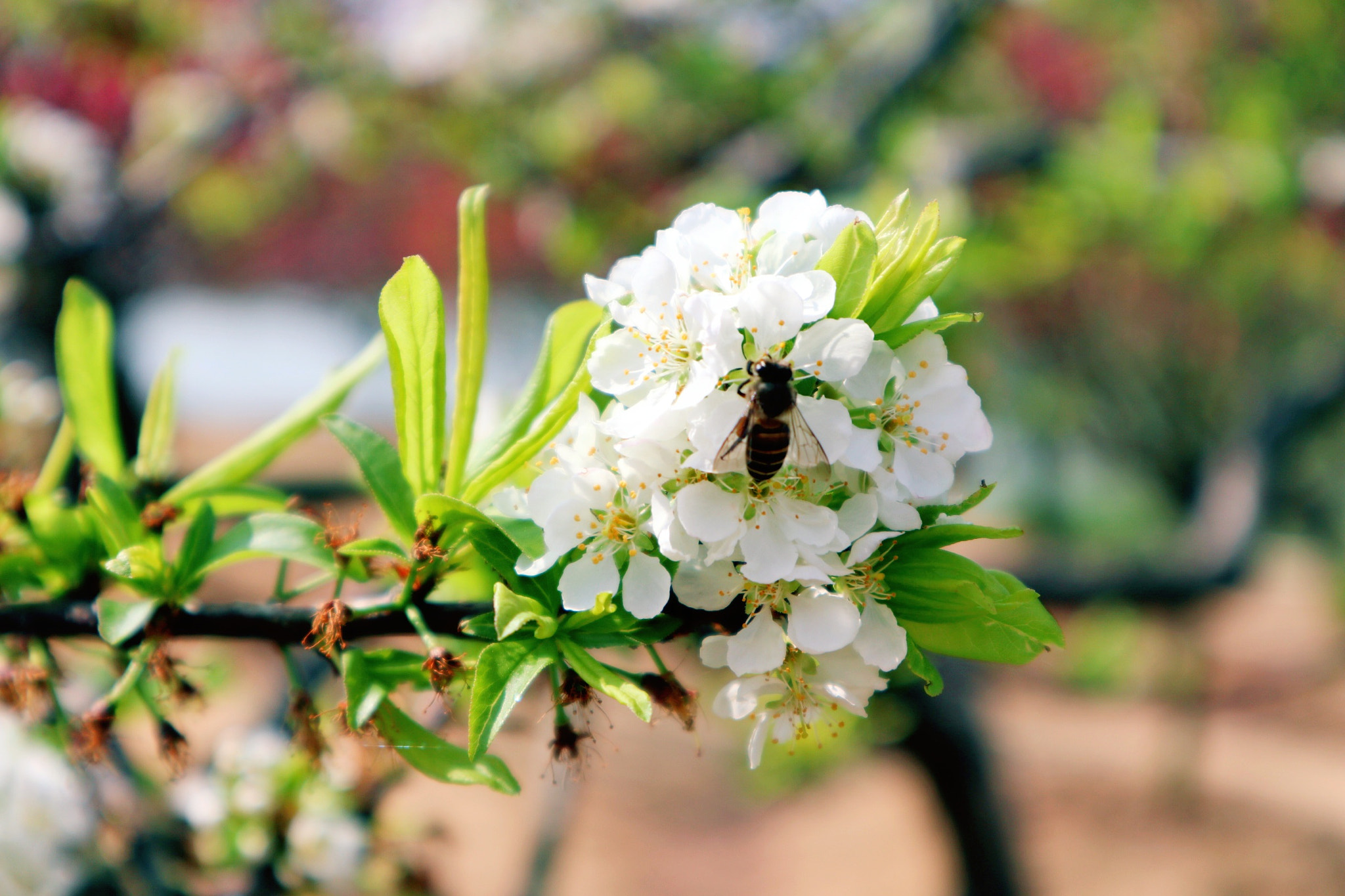 Canon EOS M100 sample photo. Spring🍃 photography