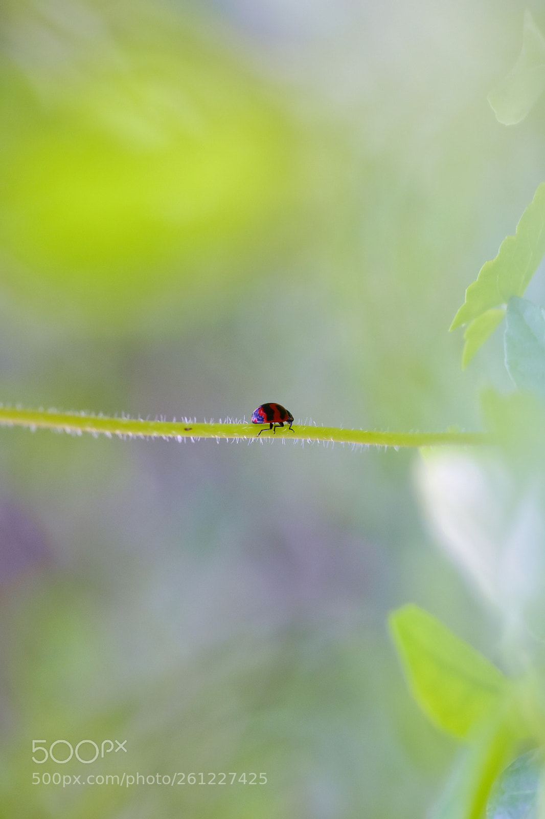 Nikon D7200 sample photo. Journy to mysteriou photography