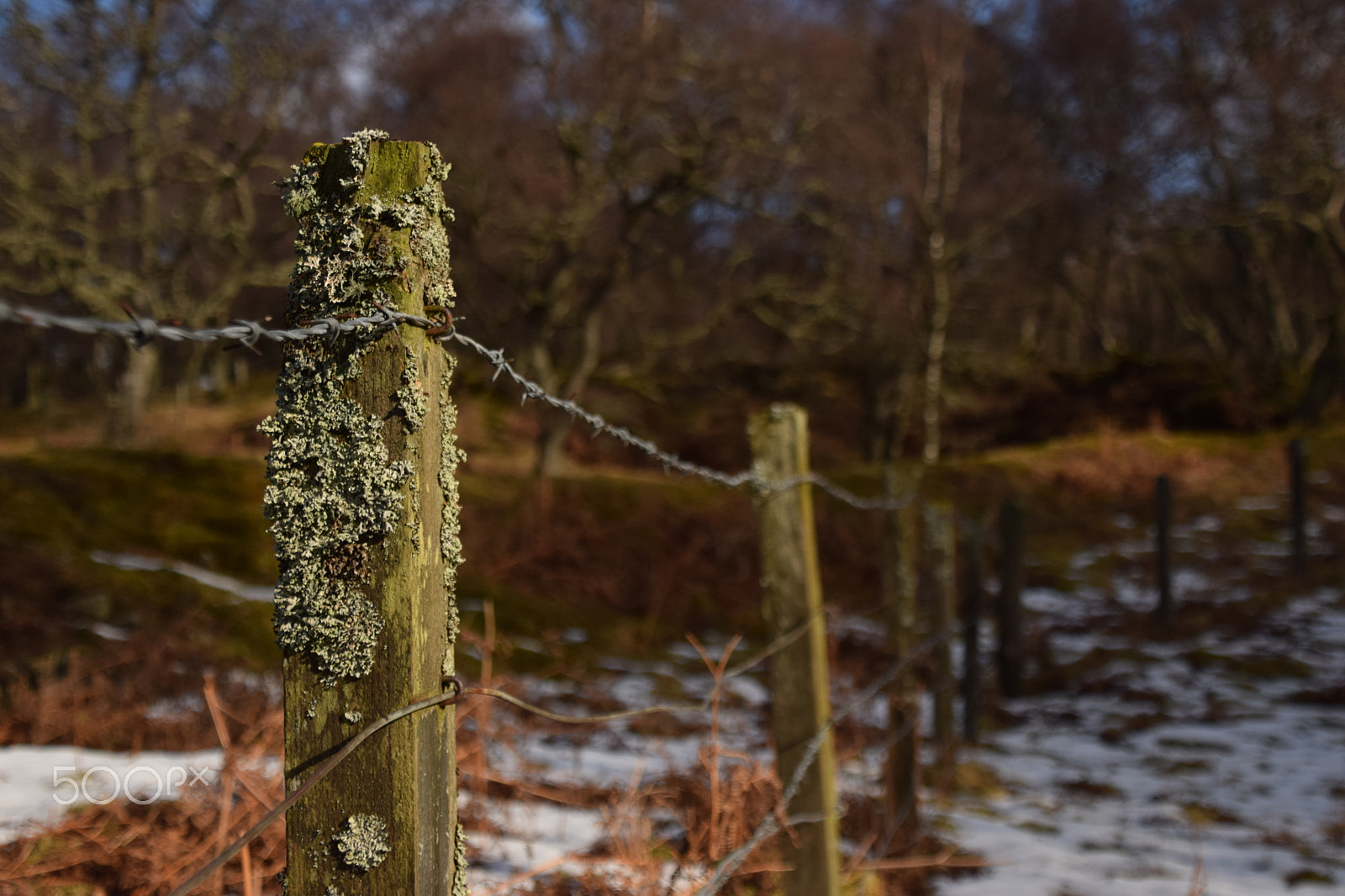 Nikon D5300 sample photo. Fencepost with moss. photography