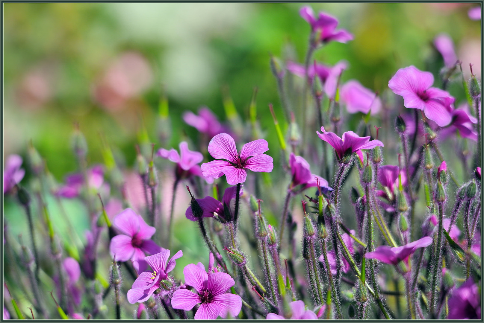 Nikon D850 sample photo. Sunny and pink photography