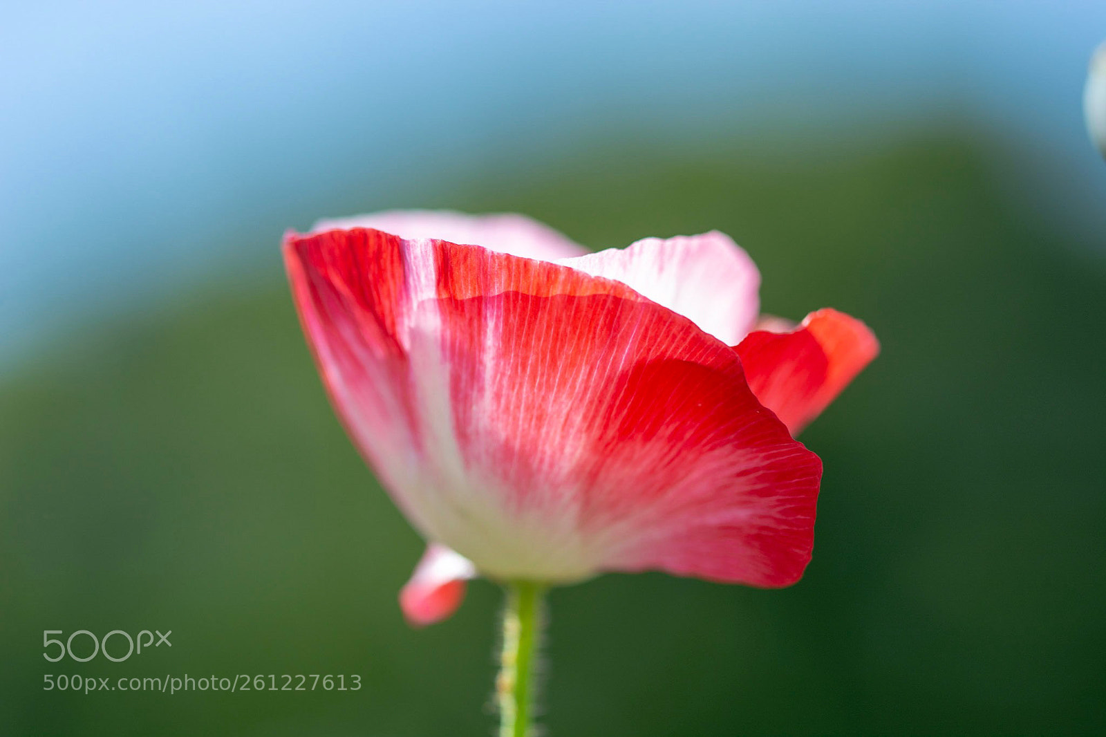 Nikon D7100 sample photo. Hirahira photography