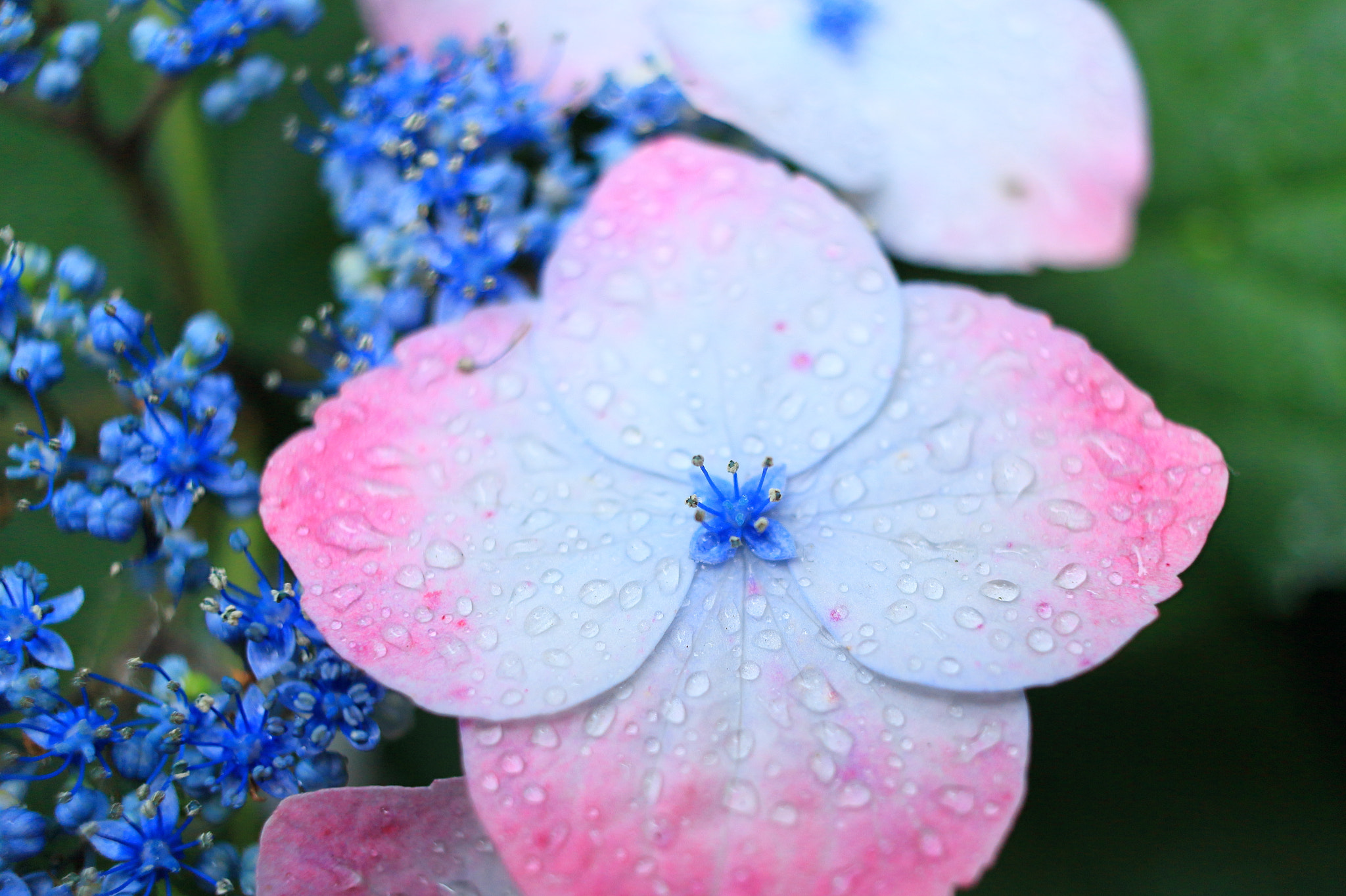 Canon EOS 100D (EOS Rebel SL1 / EOS Kiss X7) + Canon EF-S 24mm F2.8 STM sample photo. Blossom that bloom in rain photography