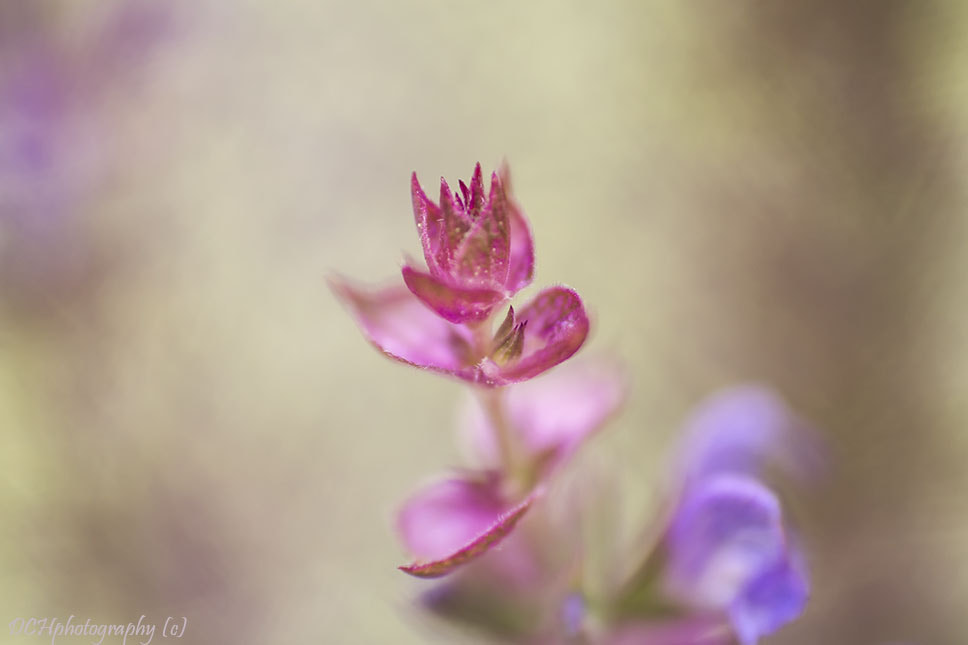 Canon EOS 650D (EOS Rebel T4i / EOS Kiss X6i) sample photo. Sage of the diviners photography