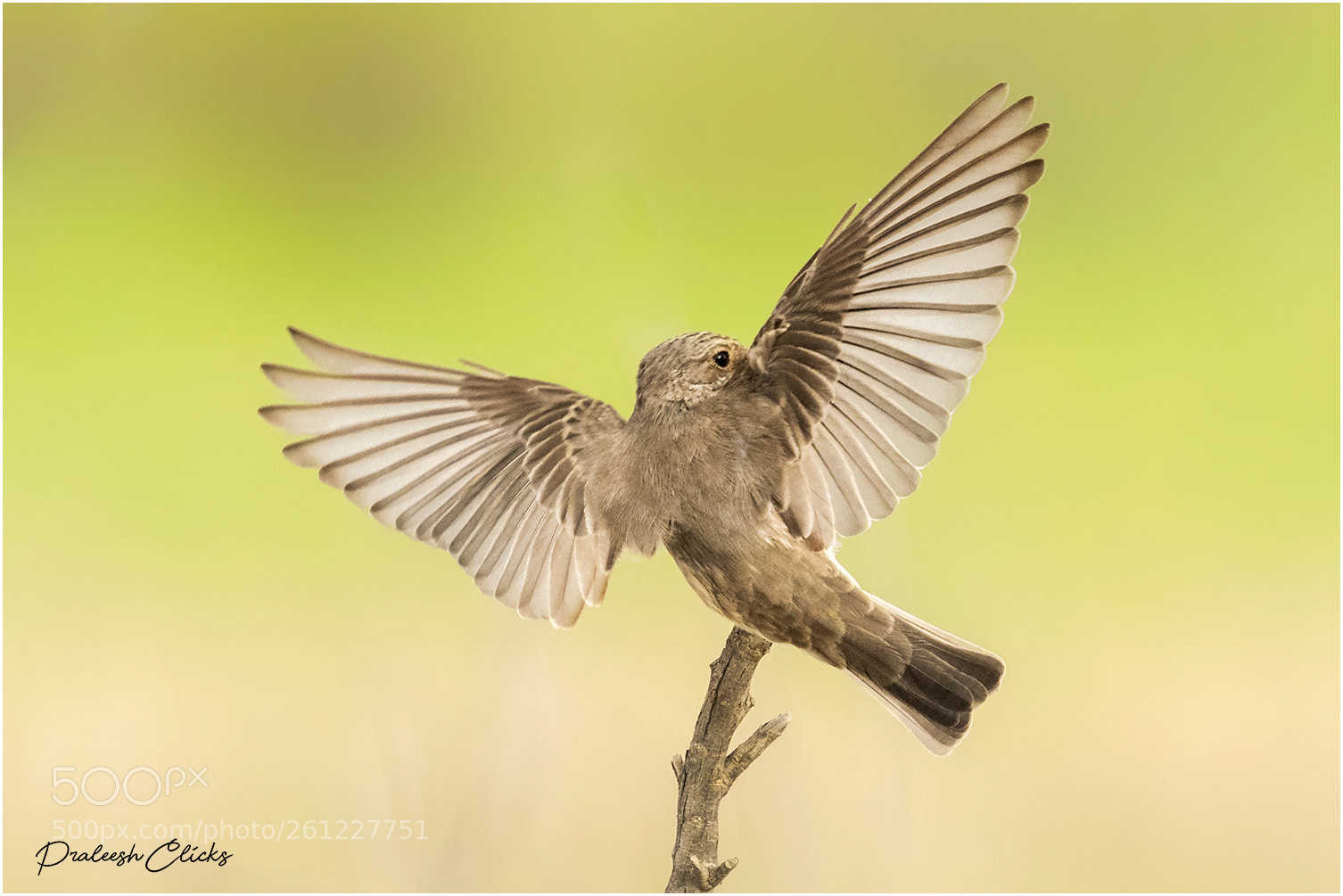 Nikon D500 sample photo. Spotted flycatcher photography