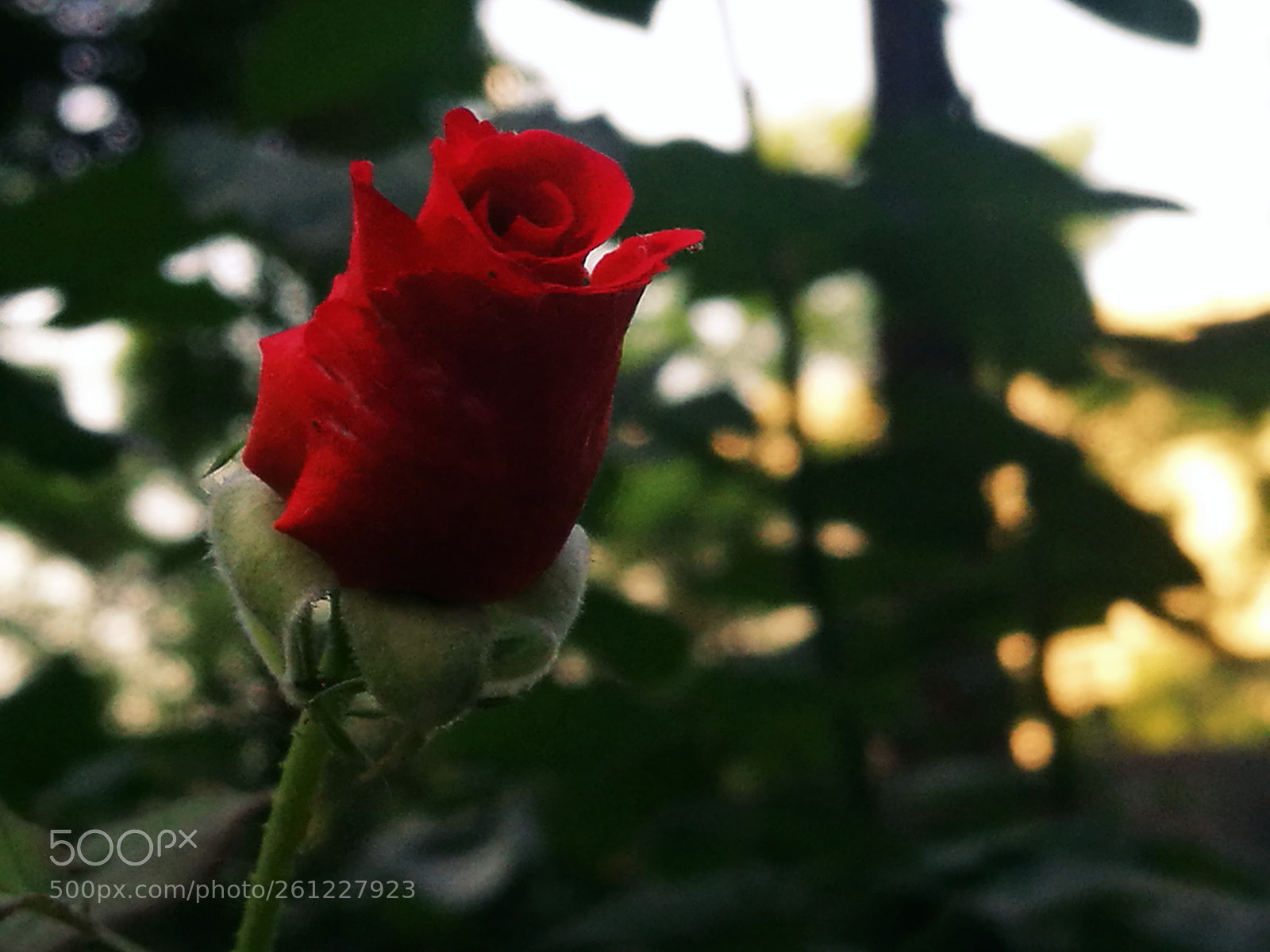 HUAWEI P9 sample photo. Rose photography