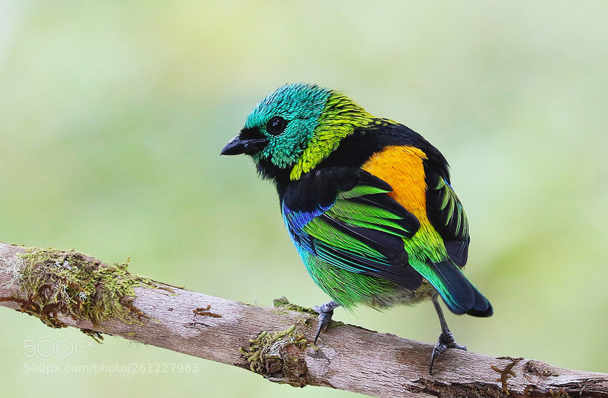 Canon EOS 7D Mark II sample photo. Saira sete cores photography