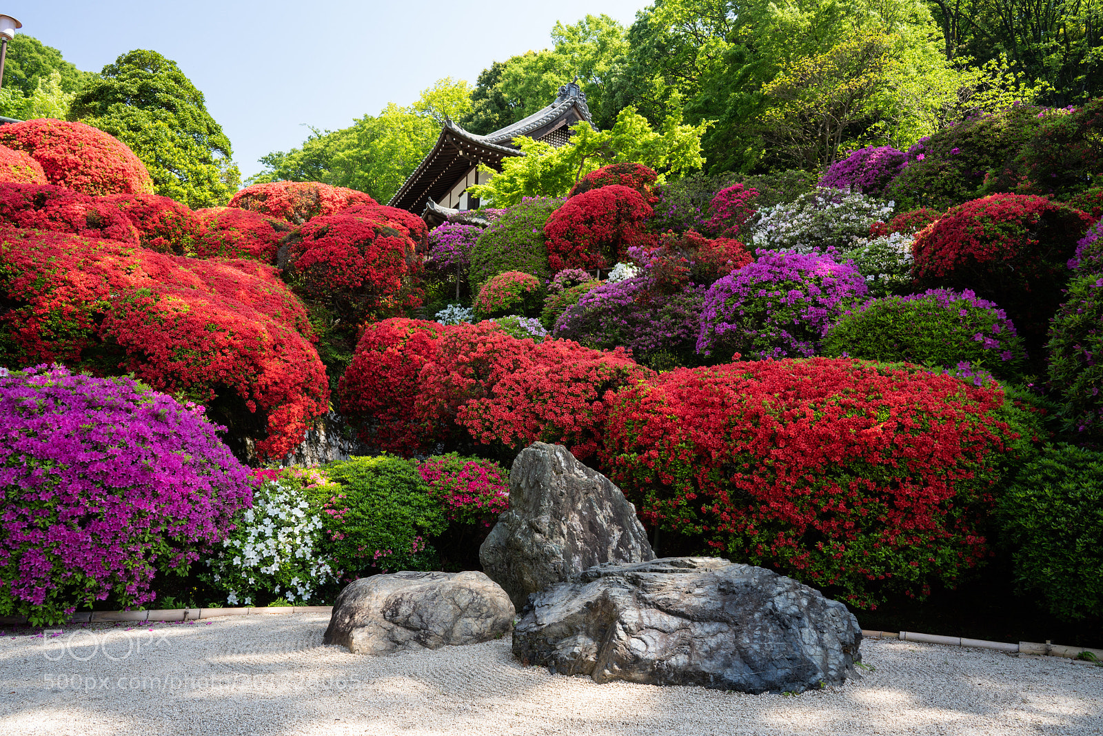 Sony a7R III sample photo. Tsutsujidera, the azalea temple photography