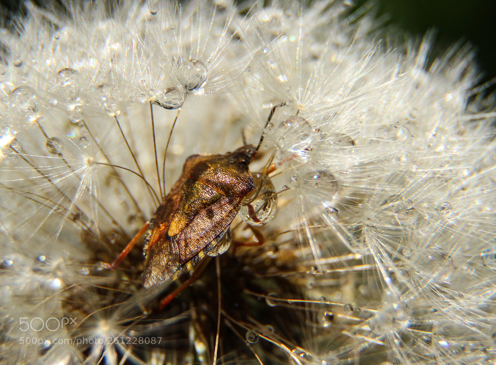 Canon EOS 600D (Rebel EOS T3i / EOS Kiss X5) sample photo. Insect in drops photography