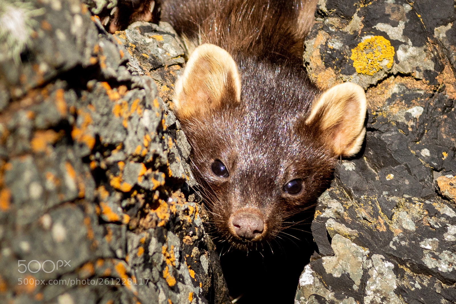 Canon EOS 7D Mark II sample photo. Pine marten photography