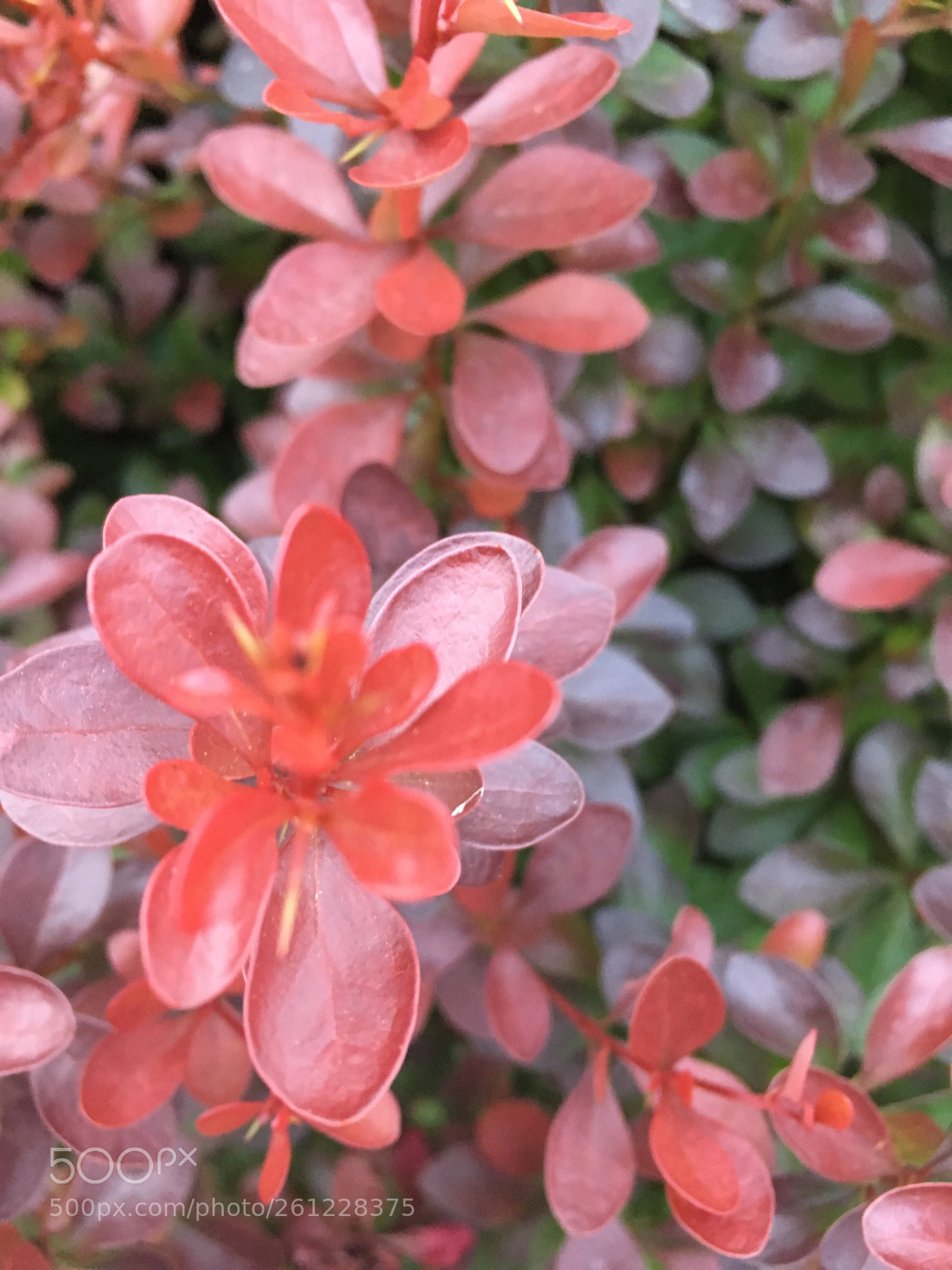 Apple iPhone SE sample photo. Towers photography