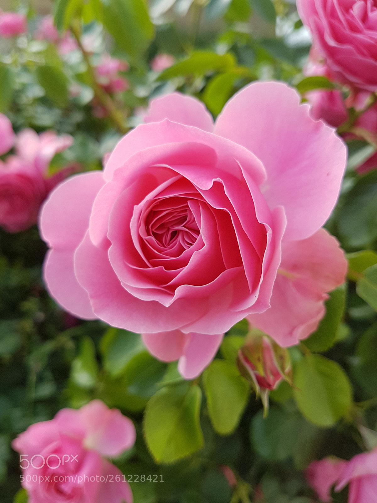 Samsung Galaxy S7 Edge sample photo. Rose photography