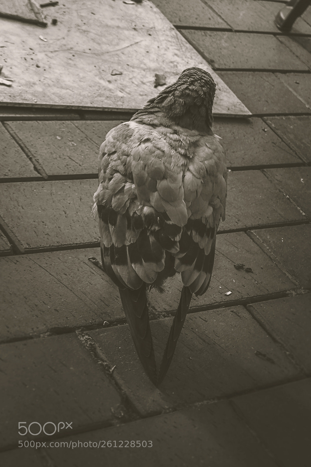 Canon EOS 1100D (EOS Rebel T3 / EOS Kiss X50) sample photo. Pigeon photography