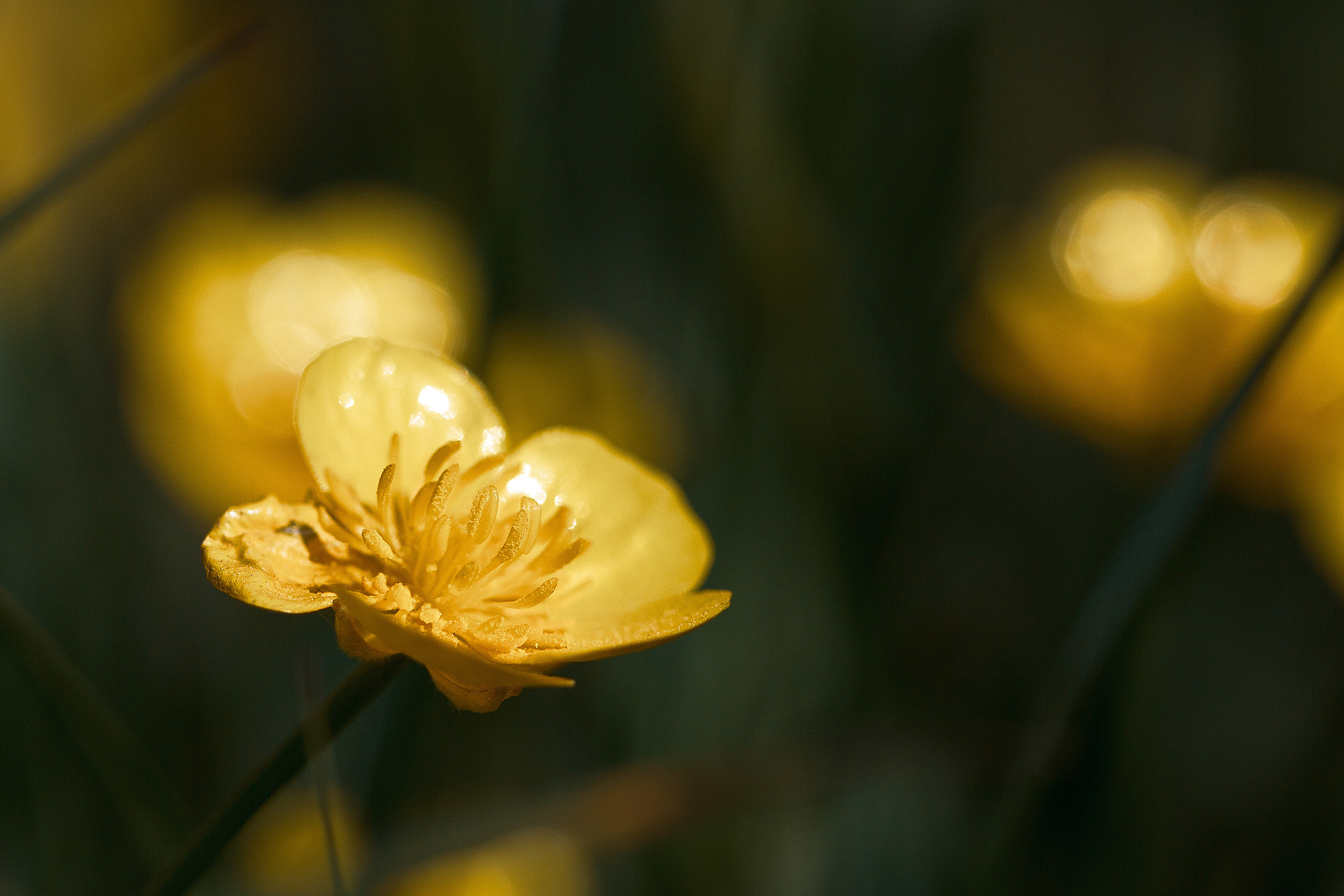 Canon EOS-1D Mark IV sample photo. Yellow flower photography