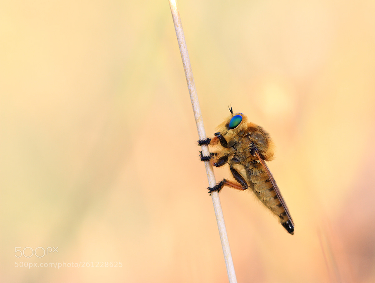 Canon EOS 7D sample photo. Robber fly photography