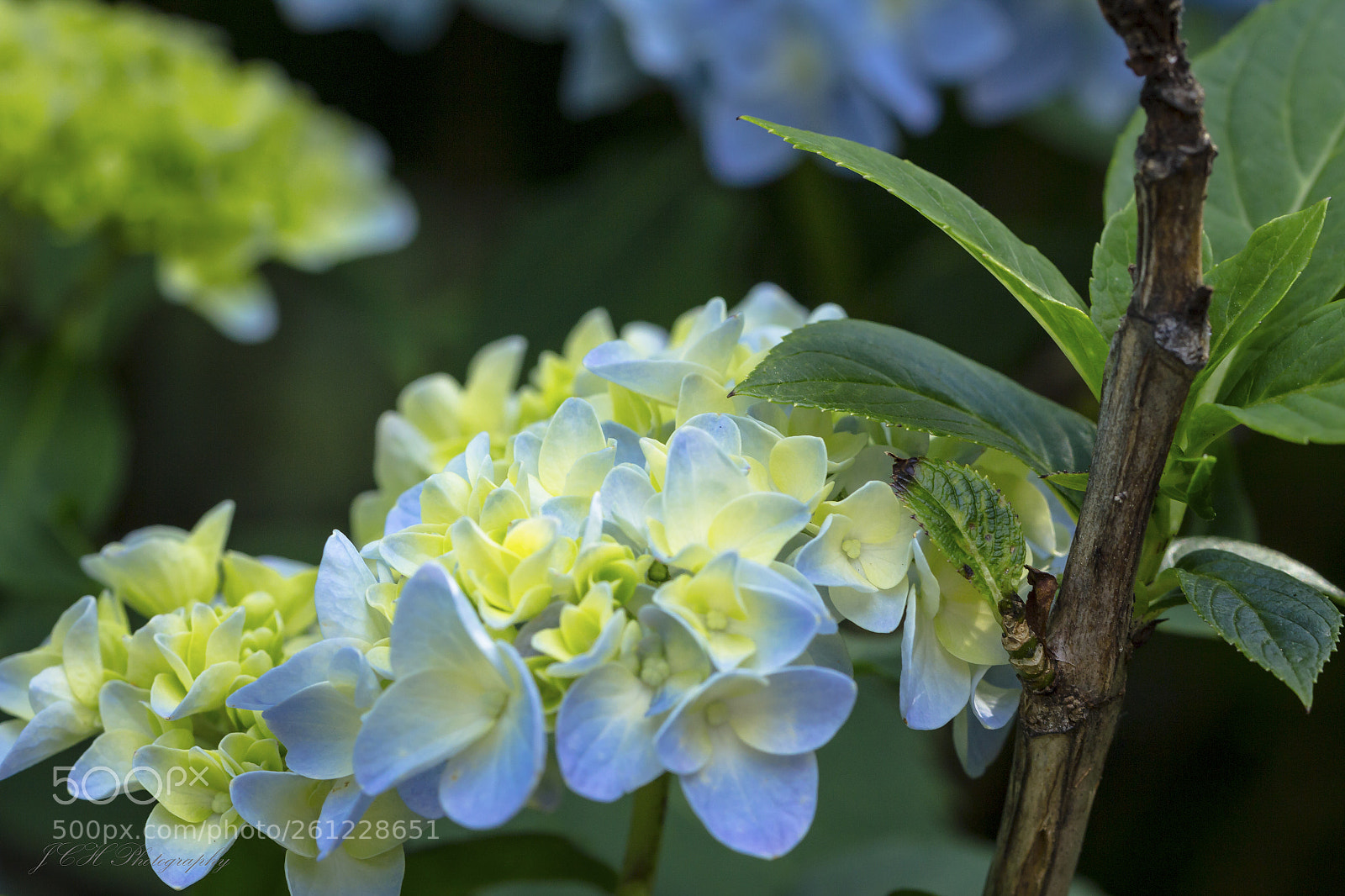 Canon EOS 60D sample photo. Macro photography