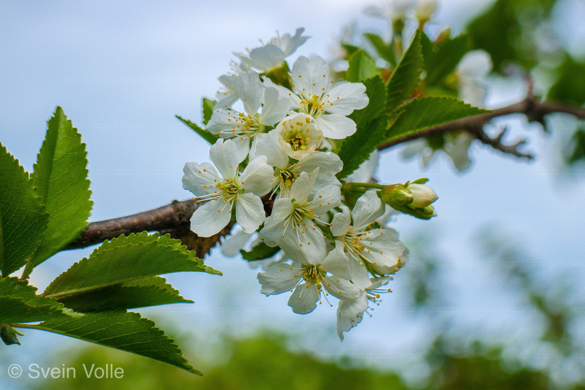 Canon EOS M3 sample photo. Late blooming photography