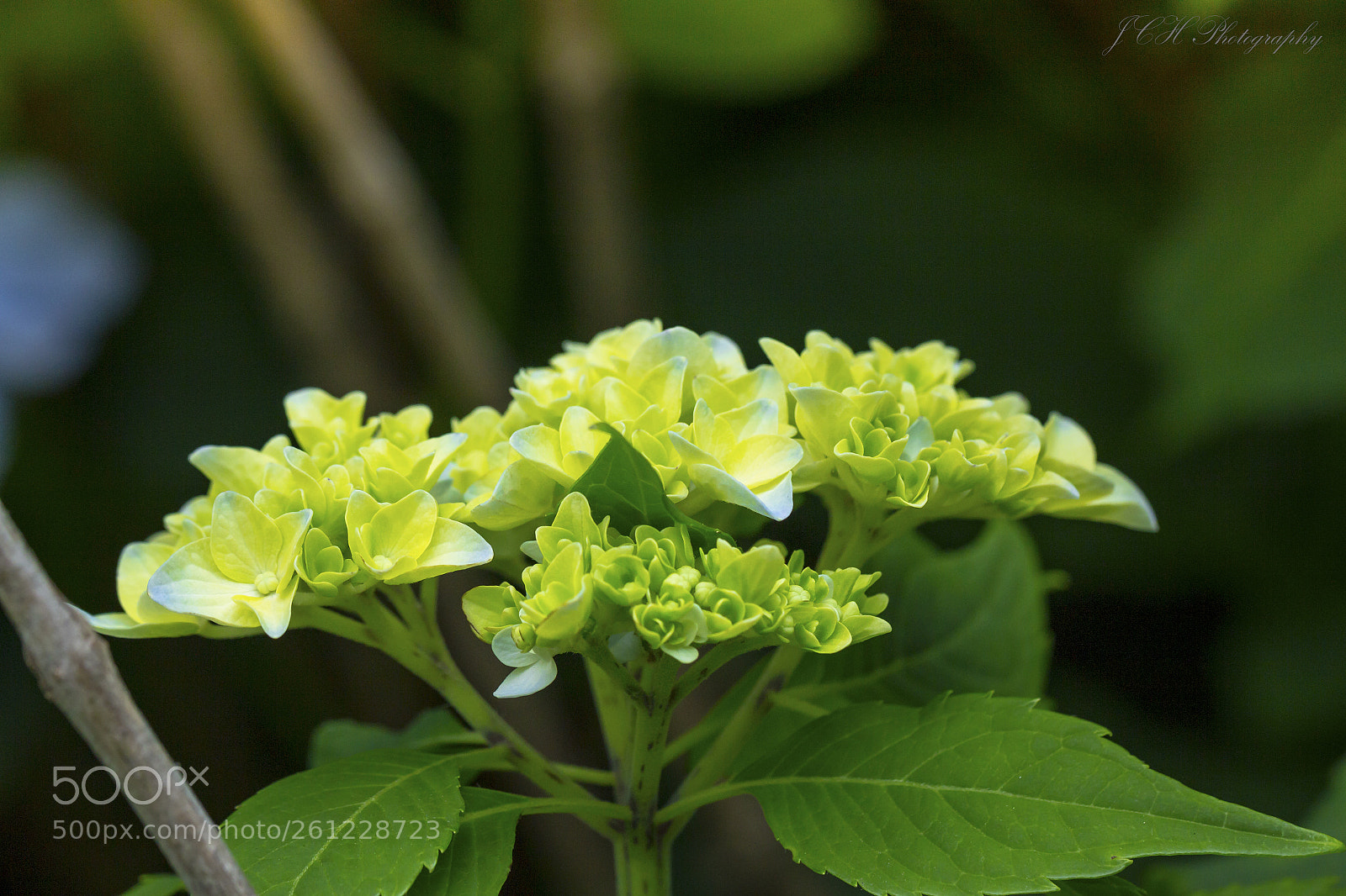 Canon EOS 60D sample photo. Macro photography