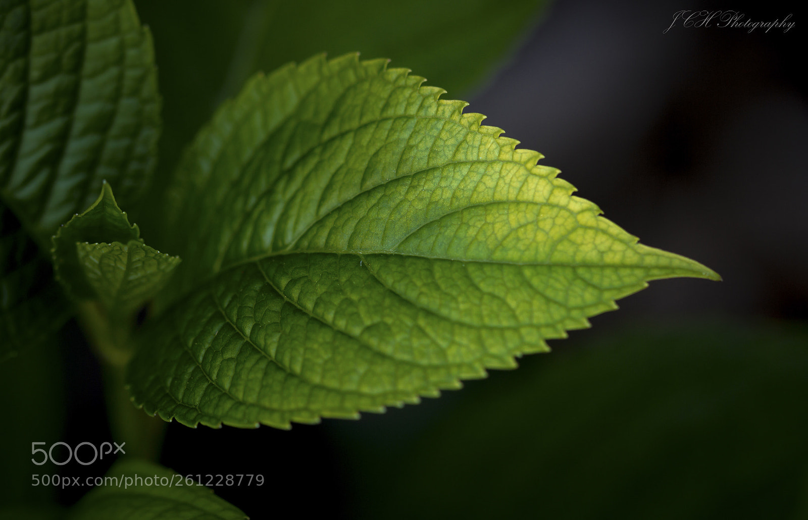 Canon EOS 60D sample photo. Macro photography