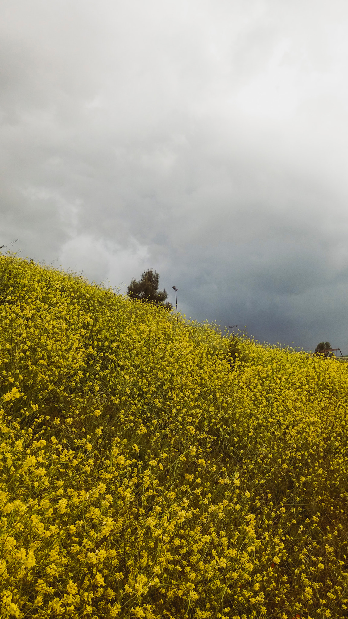 LG G3 sample photo. Burgos photography
