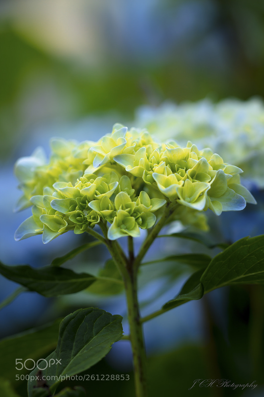 Canon EOS 60D sample photo. Macro photography