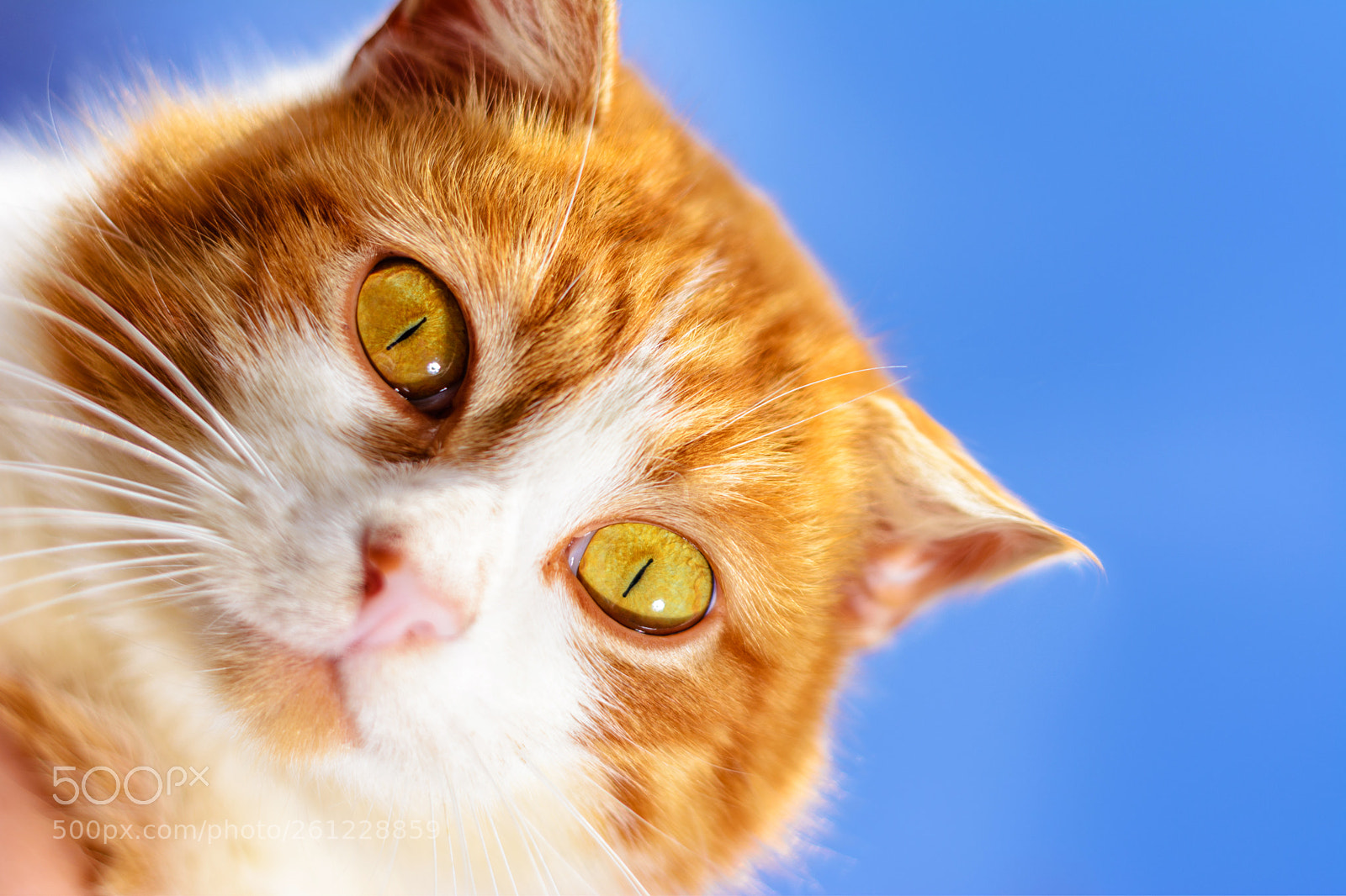 Nikon D7100 sample photo. A magnificent red cat photography